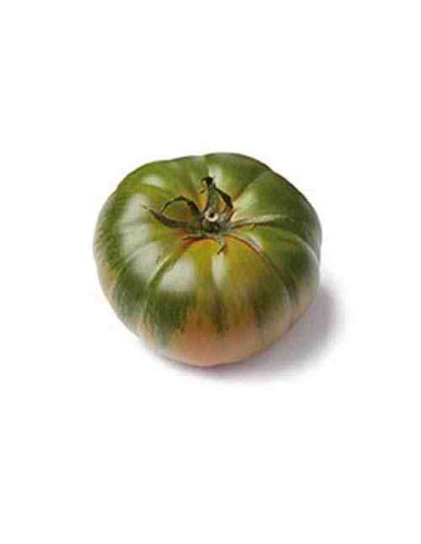 Plantel bio de tomate marmande raf 6 unid.