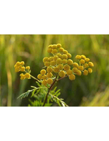 Semillas de tanaceto (Tanacetum vulgare)