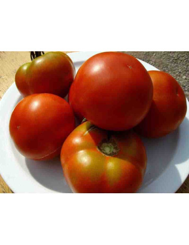Semillas ecológicas de tomate pometa