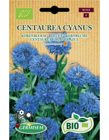 Semillas ecológicas de aciano (Centaurea cyanus)