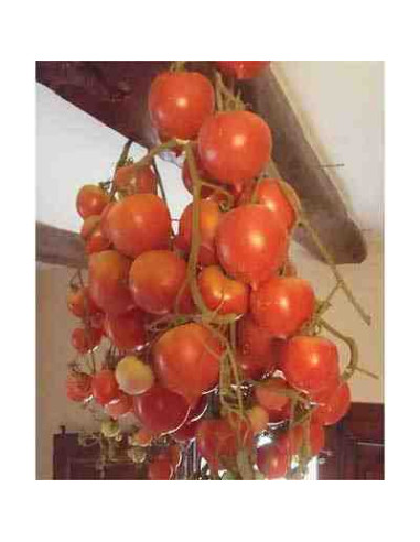 Semillas ecológicas de tomate de colgar mallorquín
