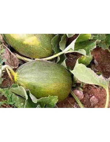 Semillas ecológicas de melón del piñonet