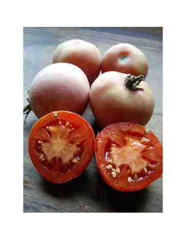 Semillas ecológicas de tomate de colgar mala cara
