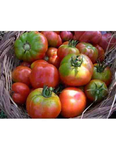 Semillas ecológicas de tomate espalda verde