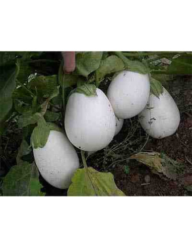 Semillas Berenjena Blanca Egg Ecológicas