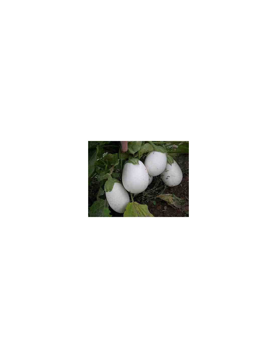 Semillas Berenjena White Egg, Ecológicas