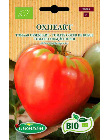Semillas ecológicas de tomate corazón de buey