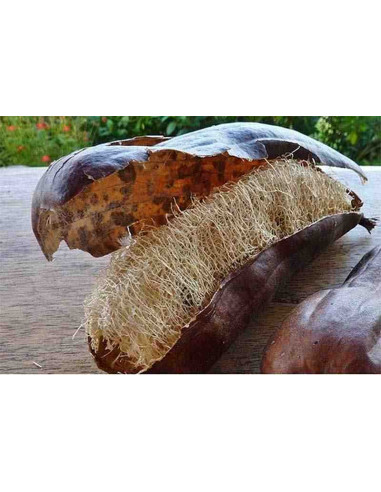 Semillas ecológicas de calabaza esponja o estropajo (luffa)