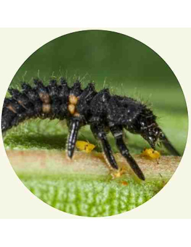 Adalia bipunctata larvas Faunatur para el control de pulgones
