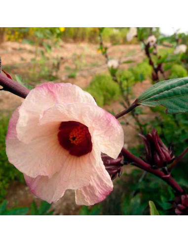 Semillas ecológicas de Hibisco (Flor de Jamaica)