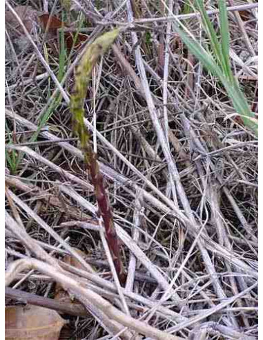 Semillas de esparrago triguero (Asparagus acutifolius)