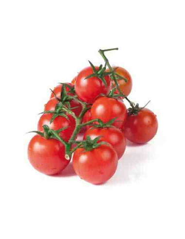 Plantel bio de tomate cherry redondo 6 unid.