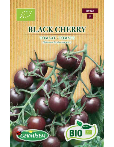 Semillas ecológicas de tomate Black Cherry