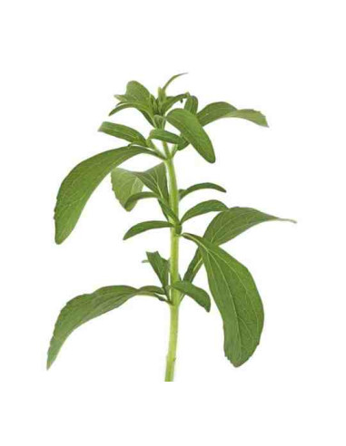 Plantel bio de stevia en maceta de 11cm