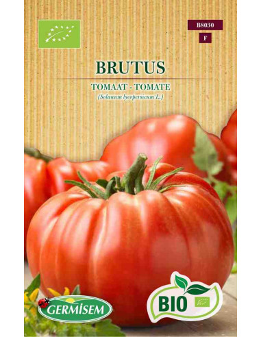 Semillas ecológicas de tomate Brutus