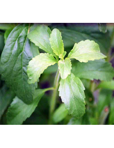 Semillas de estevia (Stevia rebaudiana)