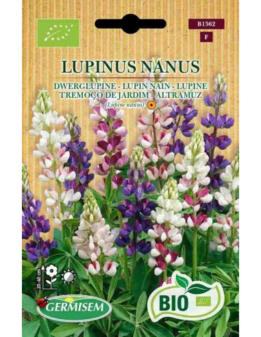Semillas ecológicas de lupino o altramuz silvestre (Lupinus nanus)