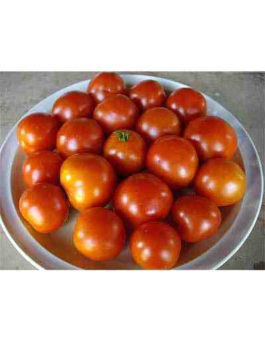 Semillas ecológicas de tomate pequeño de mata baja