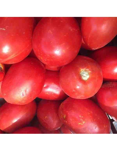 Semillas ecológicas de tomate pera Delta