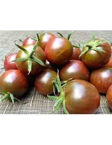 Semillas ecológicas de tomate pequeño cereza negro