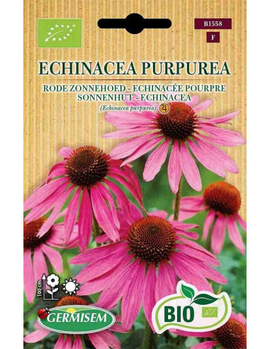 Semillas ecológicas de rudbeckia morada (Echinacea purpurea)