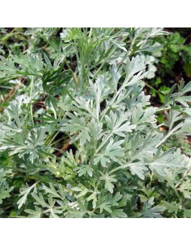 Semillas de ajenjo (Artemisia absinthium)