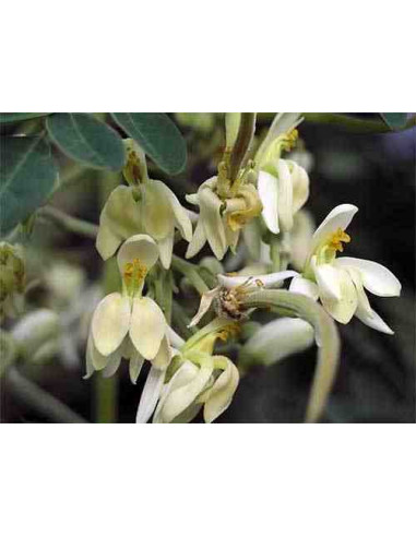 Semillas de moringa (Moringa oleifera)