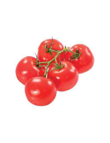 Plantel bio de tomate gordo rama 6 unid.