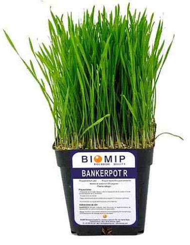 Planta BANKERPOT Reserva de pulgón (Tarrina 1000 indiv.rhopalosiphum padii)