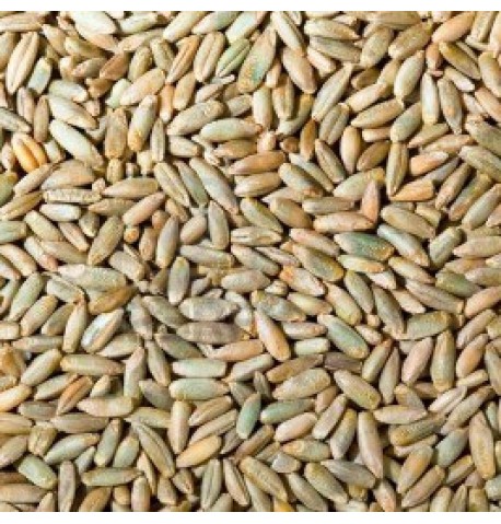 Escupir Asimilar Selección conjunta Semillas ecológicas de Centeno (Secale cereale) 25kg
